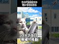 ライブ当日までの歌い手あるある #猫ミーム #gero #めいちゃん