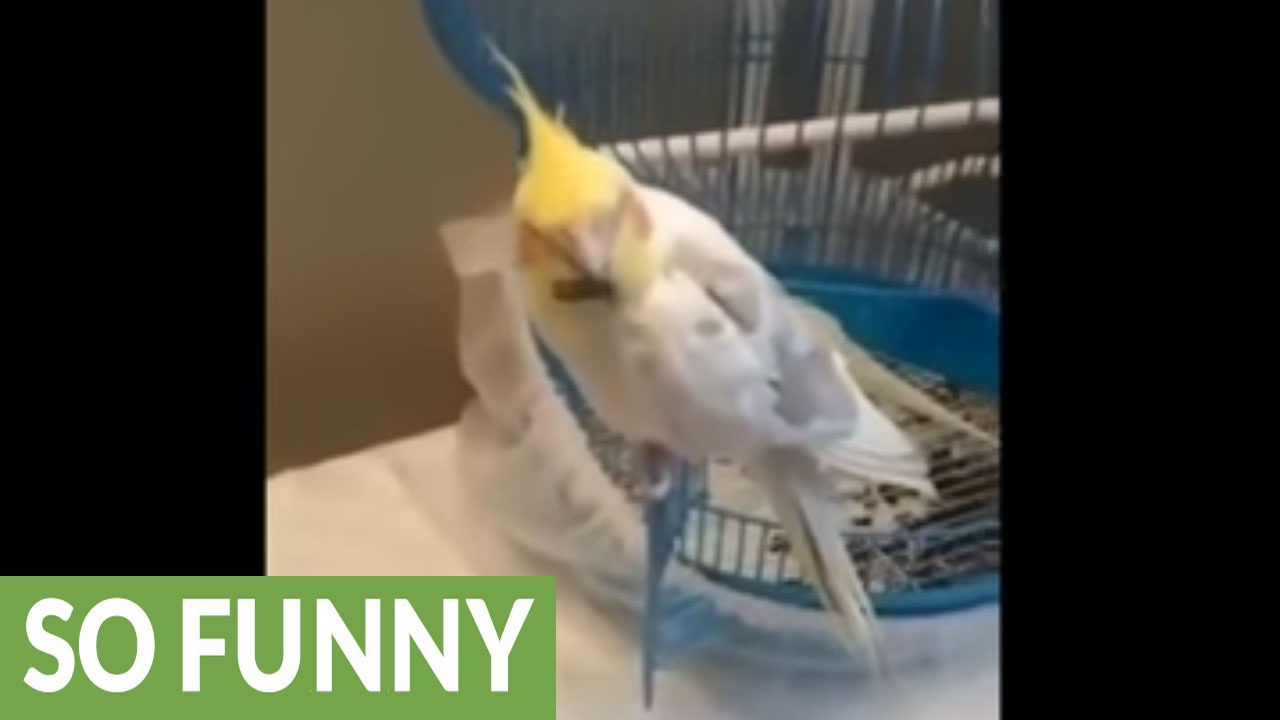 Parrot knows exactly how to eat sunflower seeds! YouTube