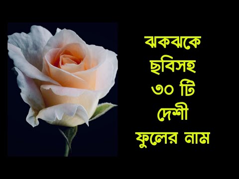 ভিডিও: ফুলের বার্ষিক ফুল: ফটো এবং নাম