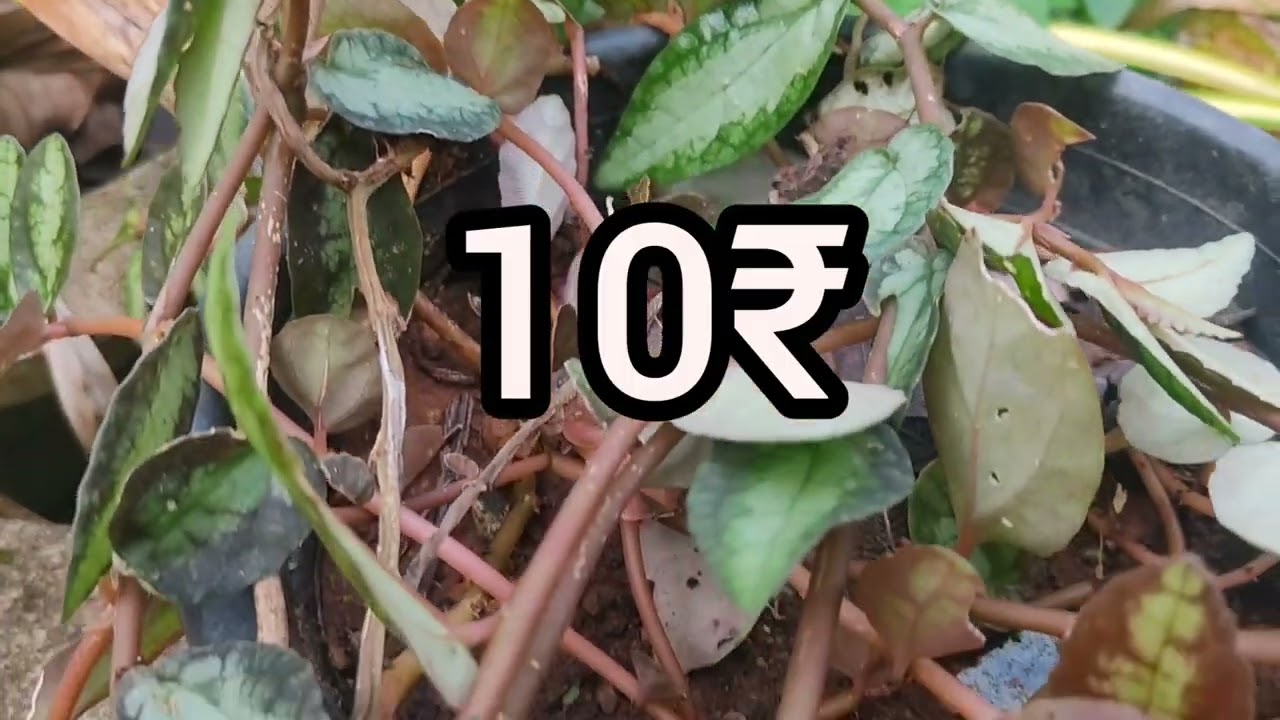 വില കുറഞ്ഞ ചെടികൾ 10 രൂപ മുതൽ