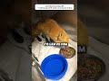 So satisfying to see this fox come back
