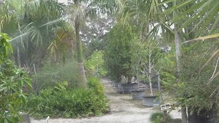 South Florida farmers work to protect crops as record-cold temperatures move in