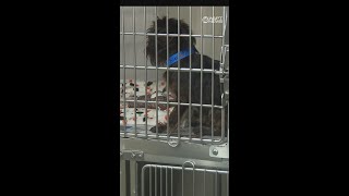 17 Yorkies rescued as a result of separate police investigation