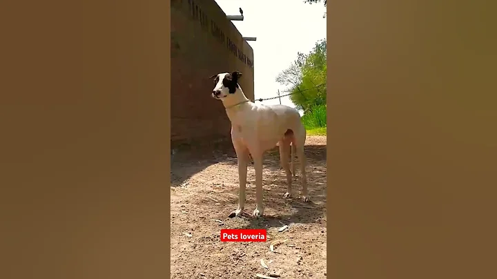 Canine Hound Racing Dog #pets_loveria