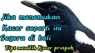 cara memilih Kacer muda hutan yang bagus