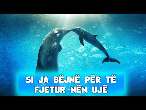 Video: A merr frymë balena nën ujë?
