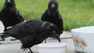 a bunch of baby crows by Happy Hopping 3,087 views 1 month ago 1 minute, 12 seconds