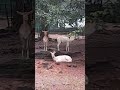 #keralatourism #zoo #trivandrum #deeeer
