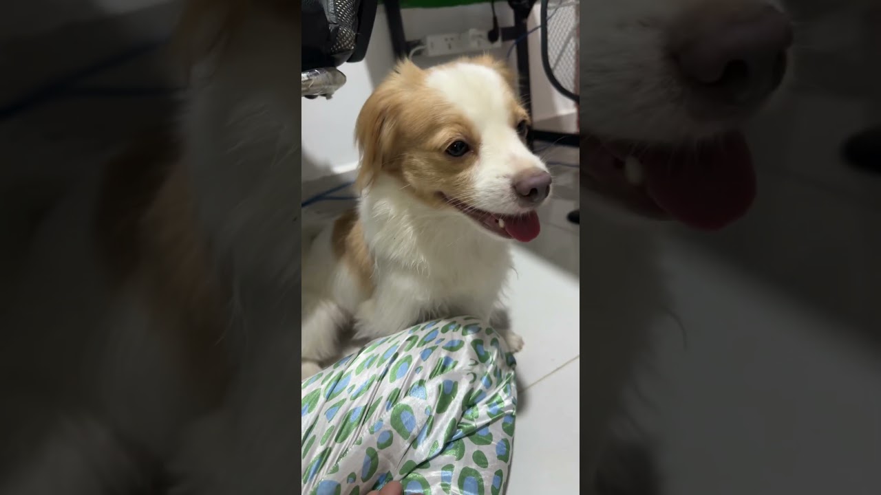 Funny Funnyvideos Fyp Pov Foryoupage Fyp Foryouytb - YouTube Auto PHP Script