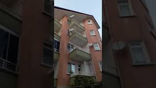 Sefer Yapan Donlu Guvercin