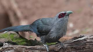 Green-Billed Malkoha Phaenicophaeus Tristis