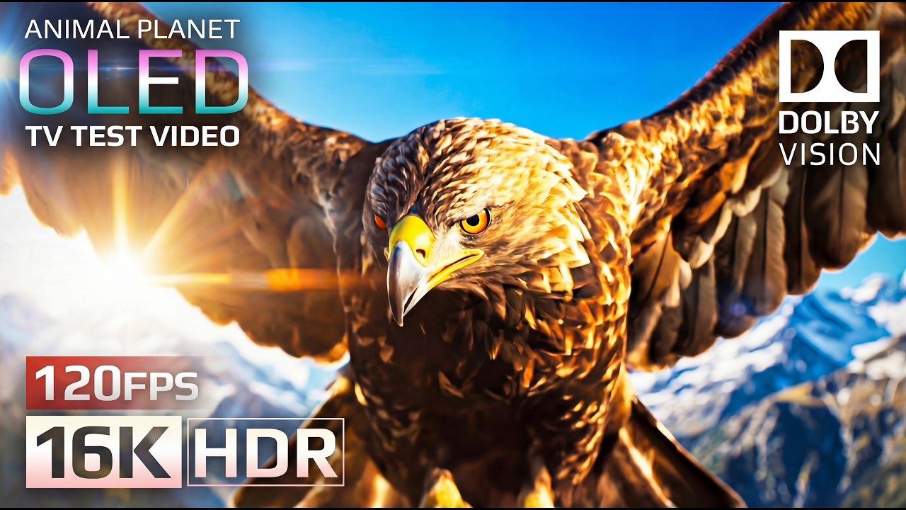 Animal Planet OLED Demo 16K HDR 120fps Dolby Vision (4K/8K TV)
