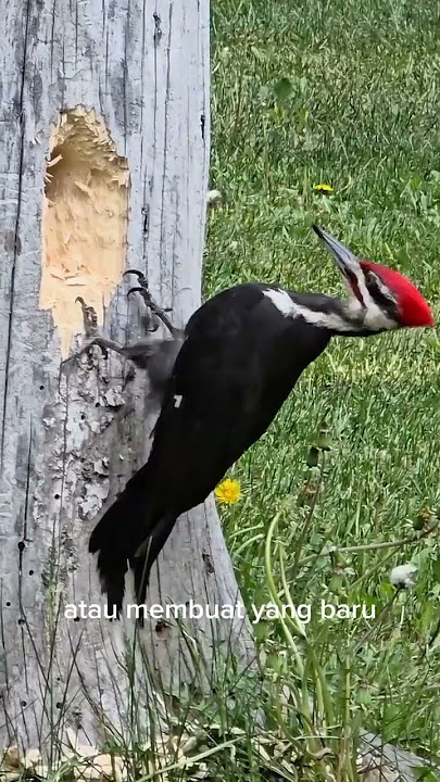 burung pelatuk adalah burung yang unik #top8tv #burung #hutan