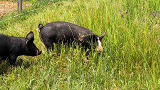 Pasture Raised Pigs: First Move After The Training Area