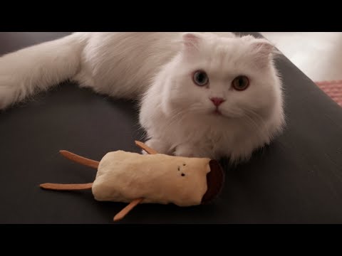 강아지와 고양이를 위한 바스락 토이 인형 만들기 🐶🐱 <strong>Making</strong> rusty toys for <strong>dogs</strong> and cats