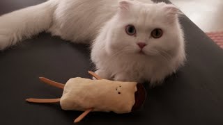 Making Pet Toys for Dogs and Cats by 핸드메이드생활 프롬리얼 8,714 views 1 year ago 5 minutes, 29 seconds