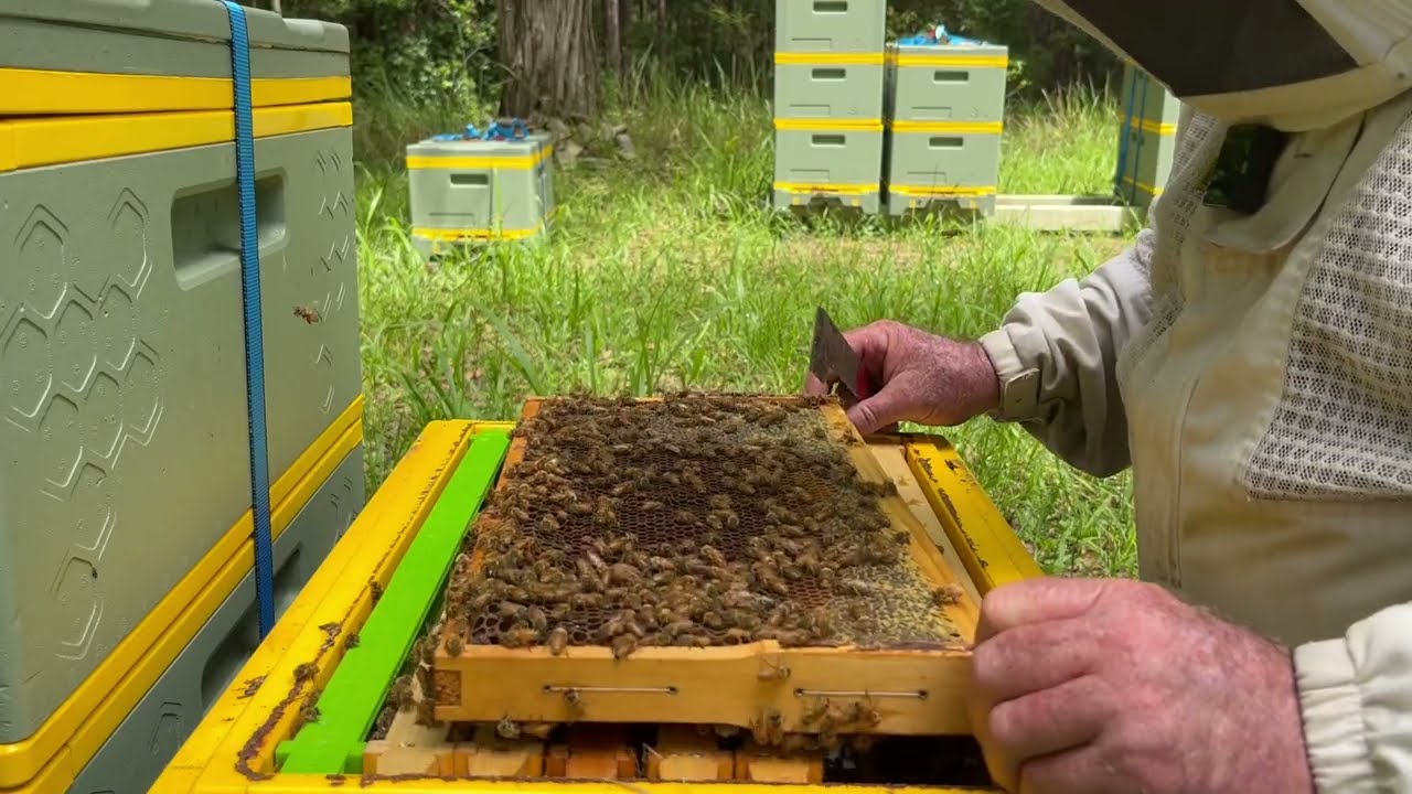 🐝  Dealing with drone laying workers in a honey beehive.  Orara Valley Honey March 2024.