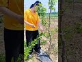 Powerful Branch Pulling Tool for Orchard Tree Training 🌱 #Gardening #Shorts
