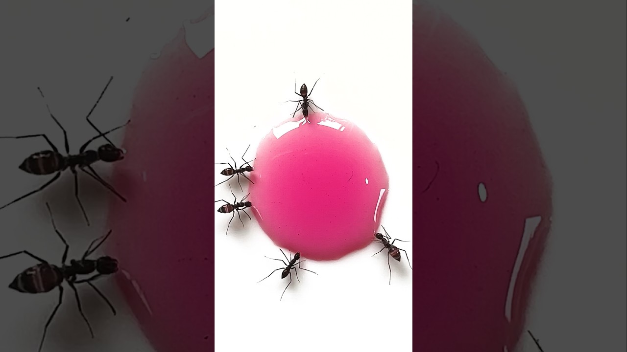 Ants vs Sugar Syrup | Timelapse 4K