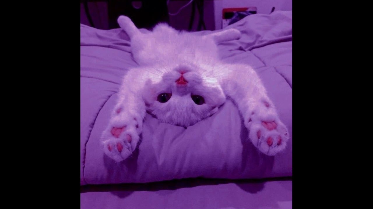 Gims - Bella (speed up)