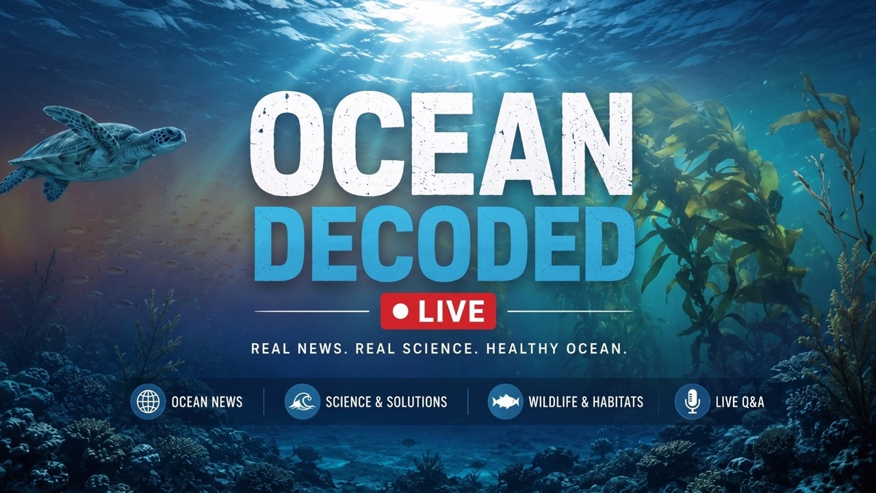 📱 Marine Heatwaves Boost Ocean Carbon, Meet Emily Cunningham MBE, and Kelp Forests Are Vanishing F