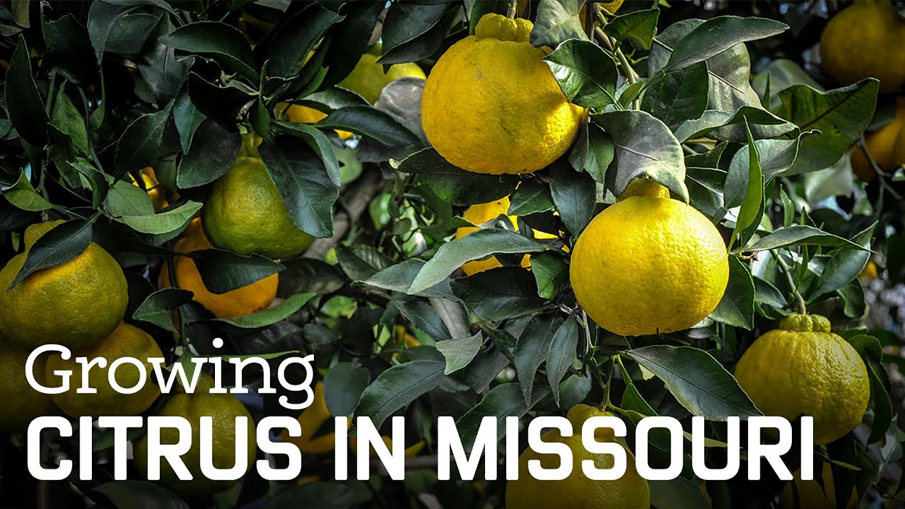 Growing Citrus in Missouri? YouTube