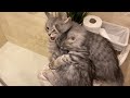 Siberian kittens squealing during a fight