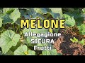 Coltivazione Melone | Come avere una buona Allegagione delle Fioriture e un Ottima Fruttificazione