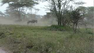 Great WIldebeest Migration Part 2