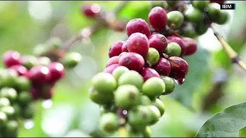 IBM announces blockchain-based app to trace coffee