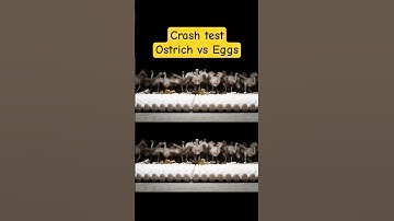 Crash Test: Ostrich Vs Eggs @MrMrsAI.0 #ostrich #crash #egg