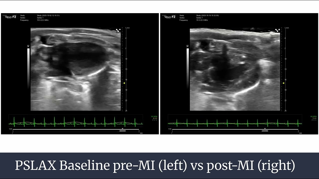 AST Poster: Rat Echo Pre vs Post-MI