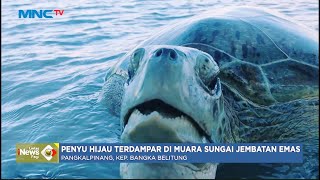 Terdampar, Penyu Hijau Lemas dan Terluka di Kepala - LIP 24/08