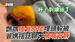 鸚鵡睡覺時間躲被窩　爸媽搭話聊天被牠喊安靜寵物鳥寶金太陽鸚鵡精選影片