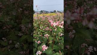 fapar flowers