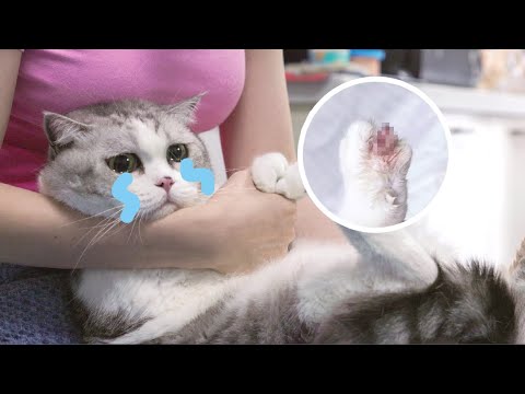 大头男明星的jiojio受伤了，铲屎官心疼坏了！！｜花花与三猫 Cat Live