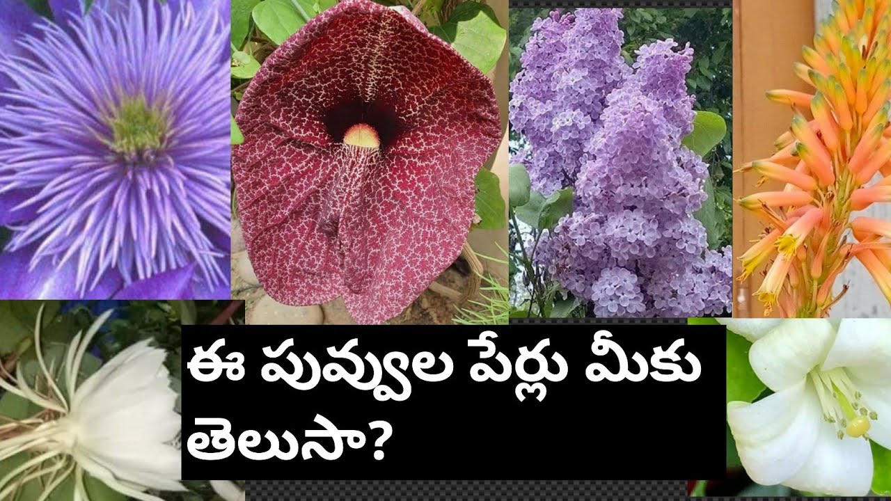 Flowers names english and Telugu video 2/Telugudanam by Divyavarma