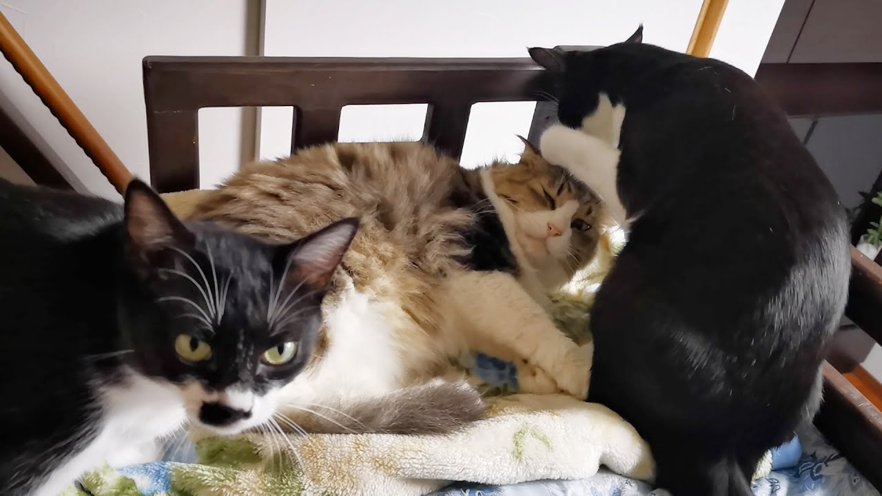 娘にめっちゃ可愛がられているボス猫パパ🐈【あずさくお引越し前夜