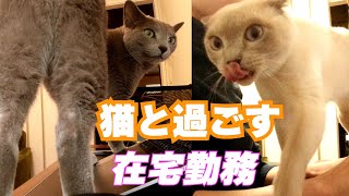 Remote work with cats　#114 by こて虎 猫life 797 views 1 year ago 4 minutes, 34 seconds