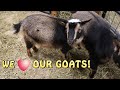 Breeding Our Goats! (And Other Stuff)