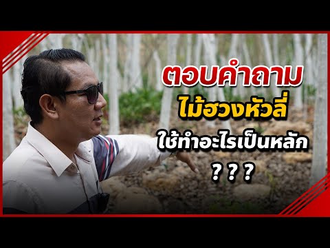 ตอบคำถามกันชัดๆ : ไม้ฮวงหัวลี่ ใช้ทำอะไรเป็นหลัก ???