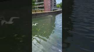 Seagull with a cup flies away