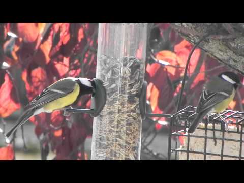Comedero para aves