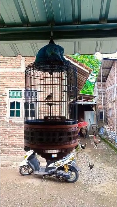 branjangan nembak bren ciblek mix kapas tembak