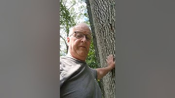 Save Your Oak Trees with This Simple Fix