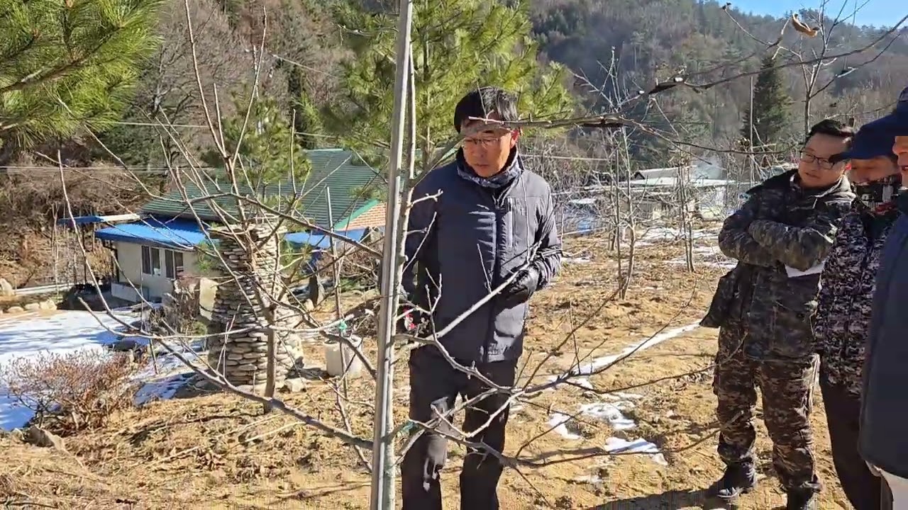 후지2년차 낮게 키우는 사과나무 전정