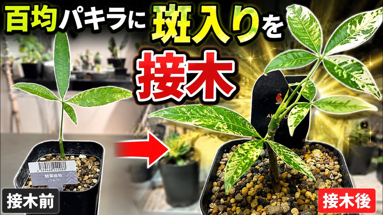 百均パキラに斑入り接木 - YouTube