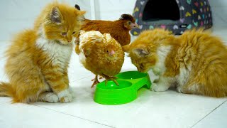 Tommy: Today is very hot. Chickens: We are very thirsty🐱😂😂😂🐥