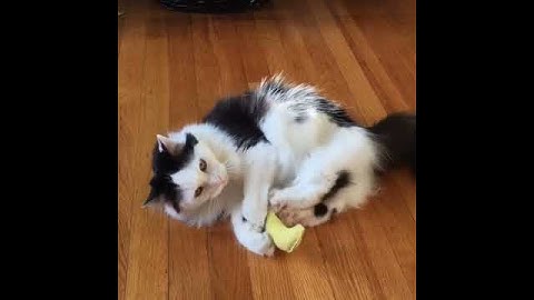 Sophie cat with catnip banana