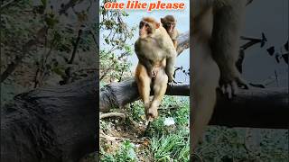 How Do Monkeys Masturbate? 